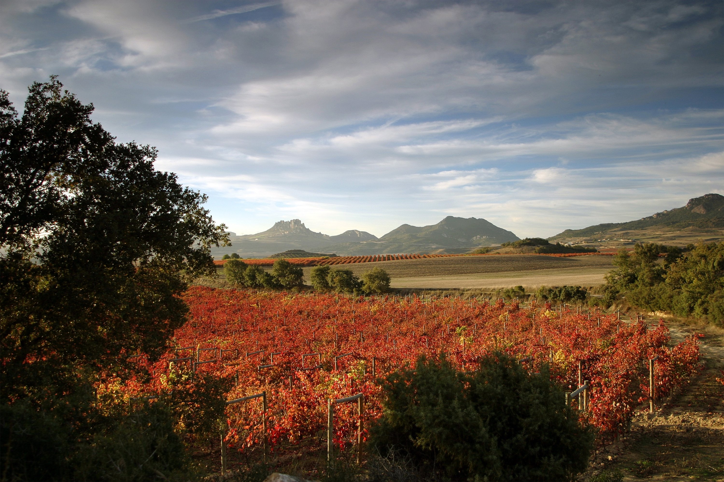 Buy Spanish wine online